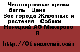 Чистокровные щенки бигль › Цена ­ 15 000 - Все города Животные и растения » Собаки   . Ненецкий АО,Макарово д.